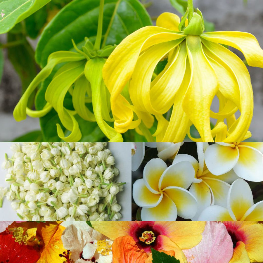Fleurs de Mayotte