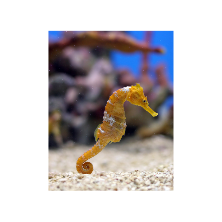 Hippocampe